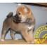 shiba-inu-elevage-belge-jeunes-chiots