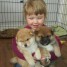 a-reserver-pour-adoption-chiots-akita-americain