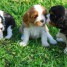 superbes-chiots-pure-race-cavalier-king-charles-adopter