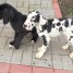 disponible-des-maintenant-6-magnifiques-chiots-dogue-allemand-pour-adoption