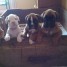 chiots-boxer-sevres-et-vaccines-a-adopter