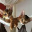 chatons-abyssin-haute-qualite-disponible
