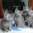 4-chatons-bleu-russe-2-males-2-femelles