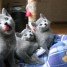 chatons-bleu-russe-a-adopter-ils-sont-d-une-beaute-incroyable