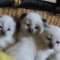 magnifiques-chatons-type-siamois-disponible-pour-rejoindre-une-nouvelle-famille