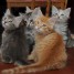 5-magnifiques-chatons-siberiens-pedigre