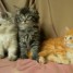 chaton-siberien-adorables-disponibles-de-suite