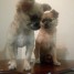 chiots-chihuahua-merle-disponibles