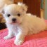 chiot-type-bichon-maltais-a-donner-femelle