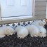 a-reserver-02-chiots-samoyedes-lof