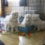 a-reserver-02-chiots-samoyedes-lof