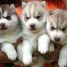 magnifiques-chiots-husky-de-siberie-disponible