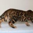 5-magnifiques-chatons-bengals-pure-race