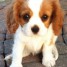 adorables-chiots-cavalier-king-charles