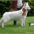 le-berger-blanc-suisse-un-chien-exceptionnel
