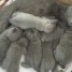6-adorables-chatons-pure-race-chartreux-a-placer