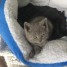 5-chatons-pure-race-chartreux-a-reserver-pour-adoption