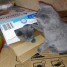 tres-mignons-type-chatons-chartreux-loof
