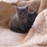 authentiques-chatons-chartreux-inscrits-au-loof