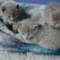 adorables-chatons-chartreux-loof