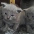 tres-jolis-chatons-chartreux-loof