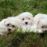 tres-adorable-chiots-pure-bichon-maltais