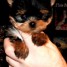 chiots-yorkshire-petite-taille-disponible