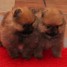 chiots-spitz-nain-allemand-a-placer