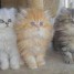 tres-jolis-chatons-pure-race-persan