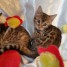 chatons-bengal-loof-brown-tabby-rosettes-fermees