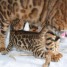 magnifiques-et-tres-gentils-chatons-bengal-a-belles-rosettes