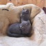 a-reserver-six-chatons-chartreux-loof