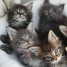 superbe-chatons-femelle-et-male-maine-coon-loof