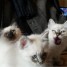 chatons-sacre-de-birmanie-avec-pedigree-loof