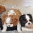 magnifiques-chiots-cavalier-king-charles