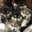 chiots-husky-lof-our-famille
