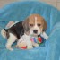 adoption-du-chiot-beagle-femelle-non-lof