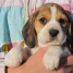 superbes-chiots-beagle-lof