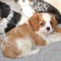 chiots-cavalier-king-charles-disponible
