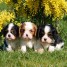 craquants-chiots-cavalier-king-charles-disponible