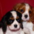 deux-chiots-cavalier-king-charle
