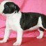 chiots-american-staffordshire-terrie