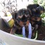sublime-chiots-type-yorkshire-toy-mini