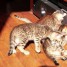 chatons-bengal-d-une-beaute-exceptionnelle