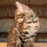 chatons-bengal-pure-race-parfaitement-sevres