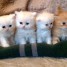 magnifique-chatons-type-persan-disponible