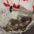 5-adorable-chatons-persan-avec-pedigree