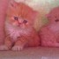 chatons-type-persan-d-une-beaute-incroyable