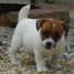 incroyables-chiots-jack-russel-pures-races