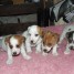 tres-adorable-chiots-jack-russell